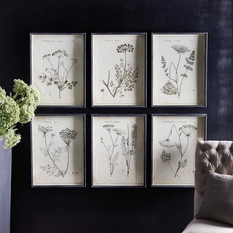 NAPA Home & Garden, WILDFLOWER STUDY, SET OF 6,NH214