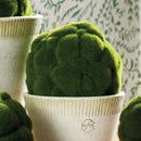 NAPA Home & Garden, MOOD MOSS ORB Collection