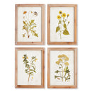 NAPA Home & Garden, GOLDEN WILDFLOWER STUDY, SET OF 4,NNH502