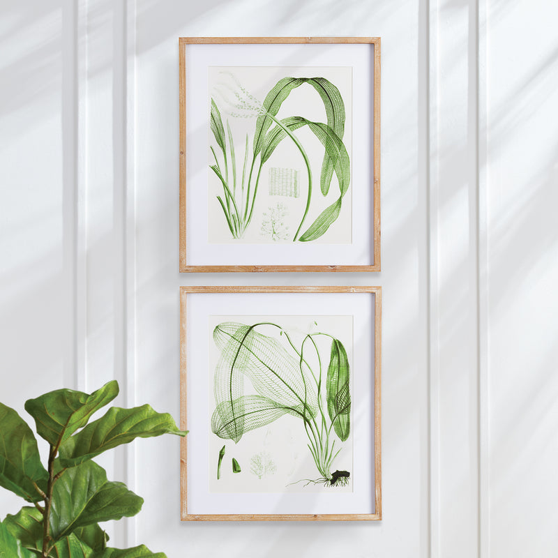 Napa Home Collection-Wall Art, Aquatic Leaf Prints, Set of 2