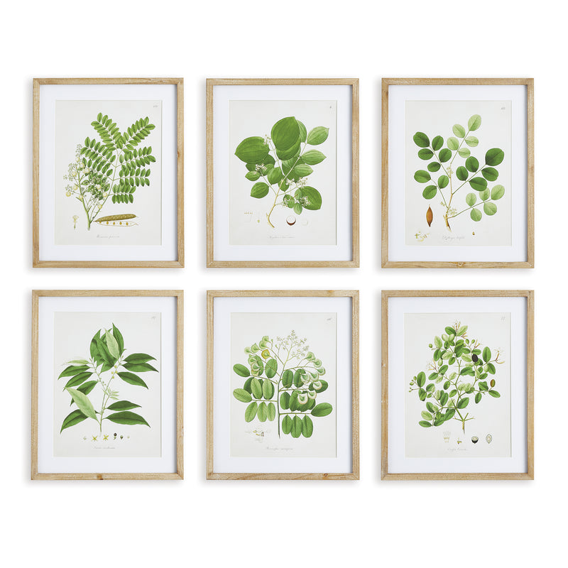 NAPA Home & Garden, TREE LEAF STUDY, SET OF 6,NNH549