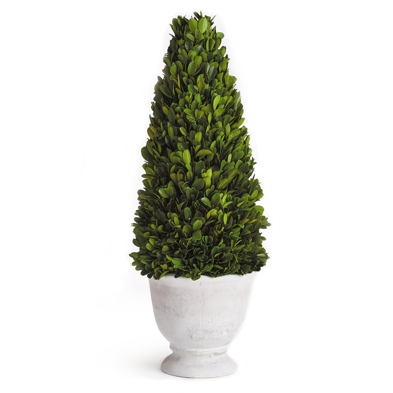 NAPA Home & Garden, BOXWOOD CONE TOPIARY IN POT,NPG404