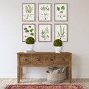 NAPA Home & Garden, Boxwood Ball Topiary in Pot