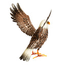 Metal Eagle Spreading Wings Statue,phc257