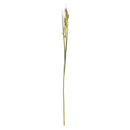 NAPA Home & Garden, RICE GRASS STEM 56",TP215