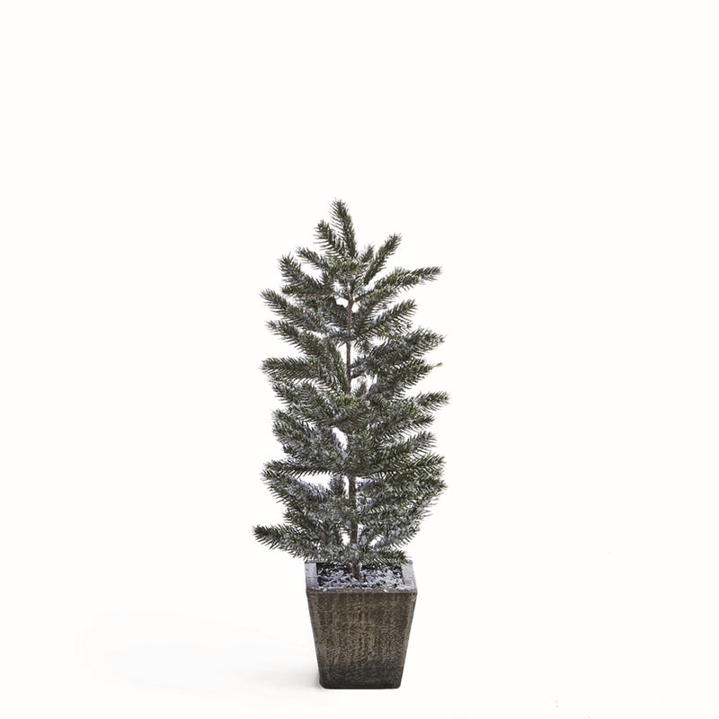 FROSTED 20.5" PINE SAPLING IN POT