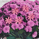 Rustic Fall Greetings Garden Burlap Flag,14b11064