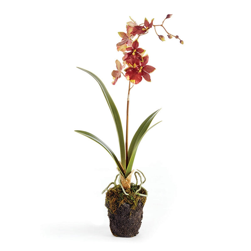 Napa Home Garden, DANCING ORCHID 15" DROP-IN,cc211brd