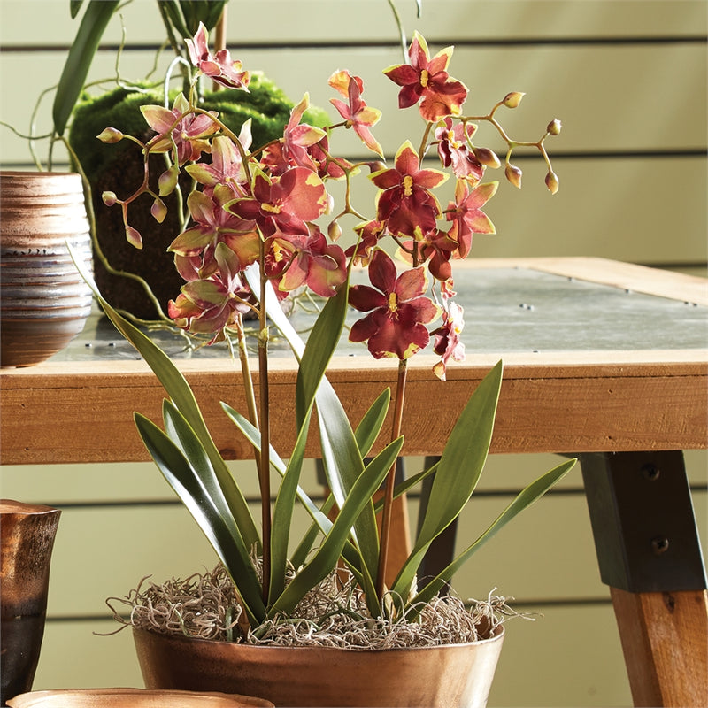 Napa Home Garden, DANCING ORCHID 15" DROP-IN,cc211brd