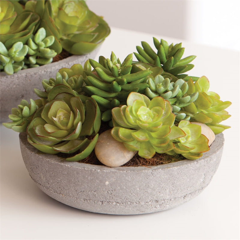 Napa Home Garden, CC 6.5'' POTTED MIXED SUCCULENTS,di1247