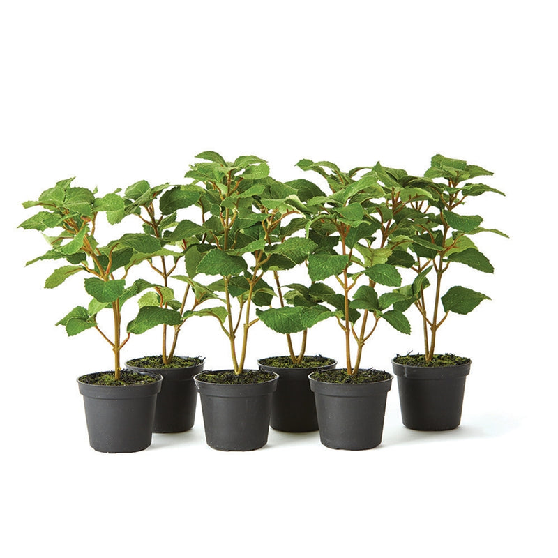 Napa Home Garden, MINT 9.5" DROP-IN S/6,gp204