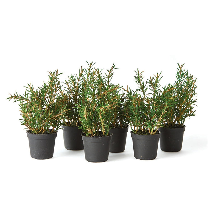 Rosemary 6.5" Drop-In , Set of 6