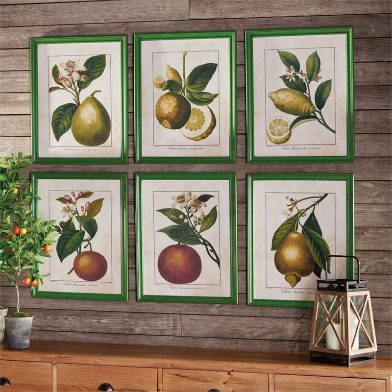 Napa Home Garden, CITRUS PRINTS ,SET OF 6,hc163