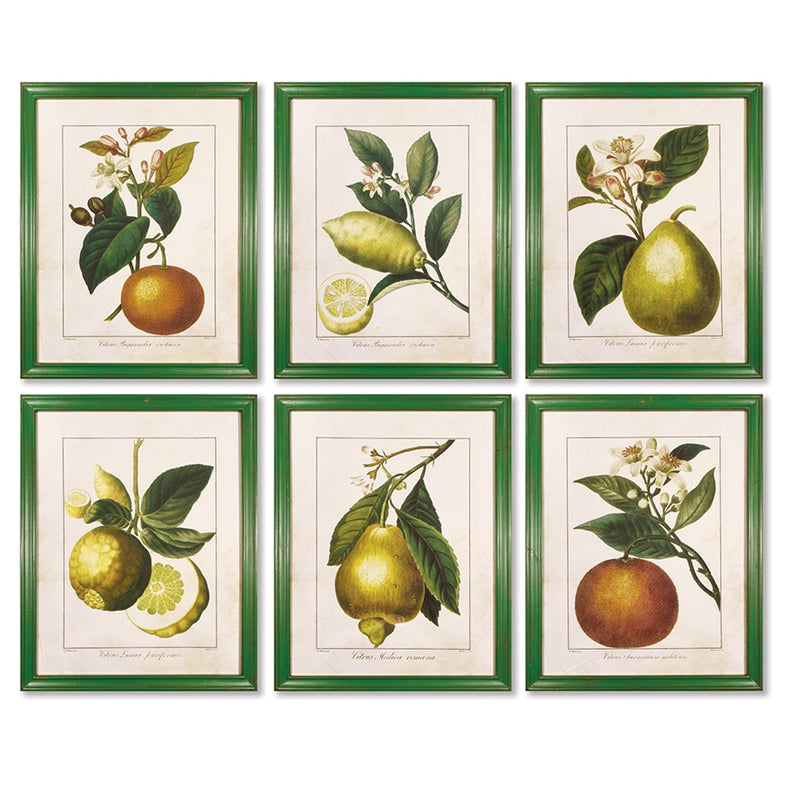 Napa Home Garden, CITRUS PRINTS ,SET OF 6,hc163