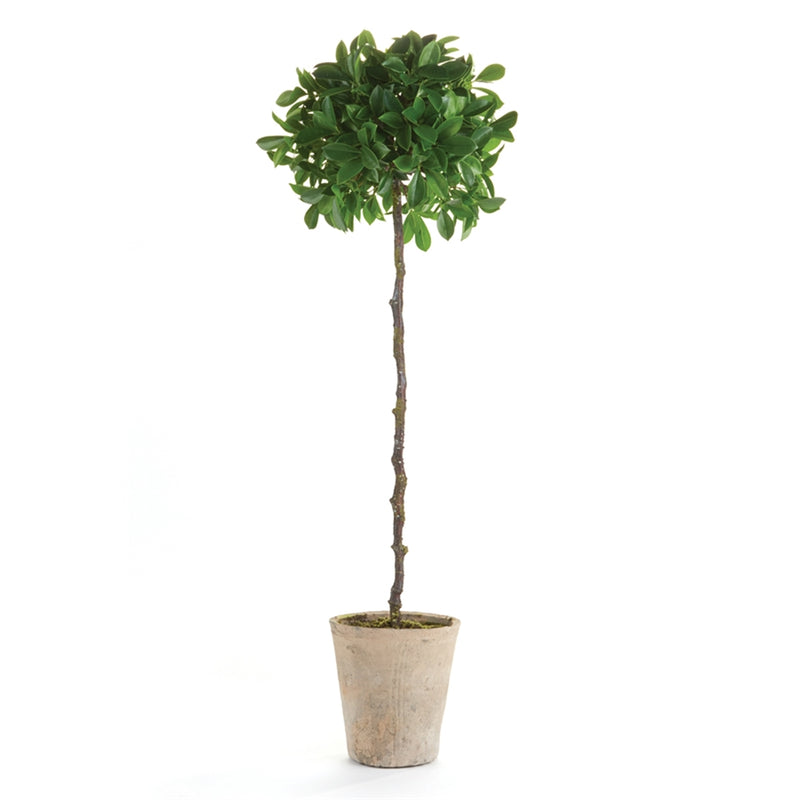 Napa Home & Garden Ficus Topiary 35" Potted