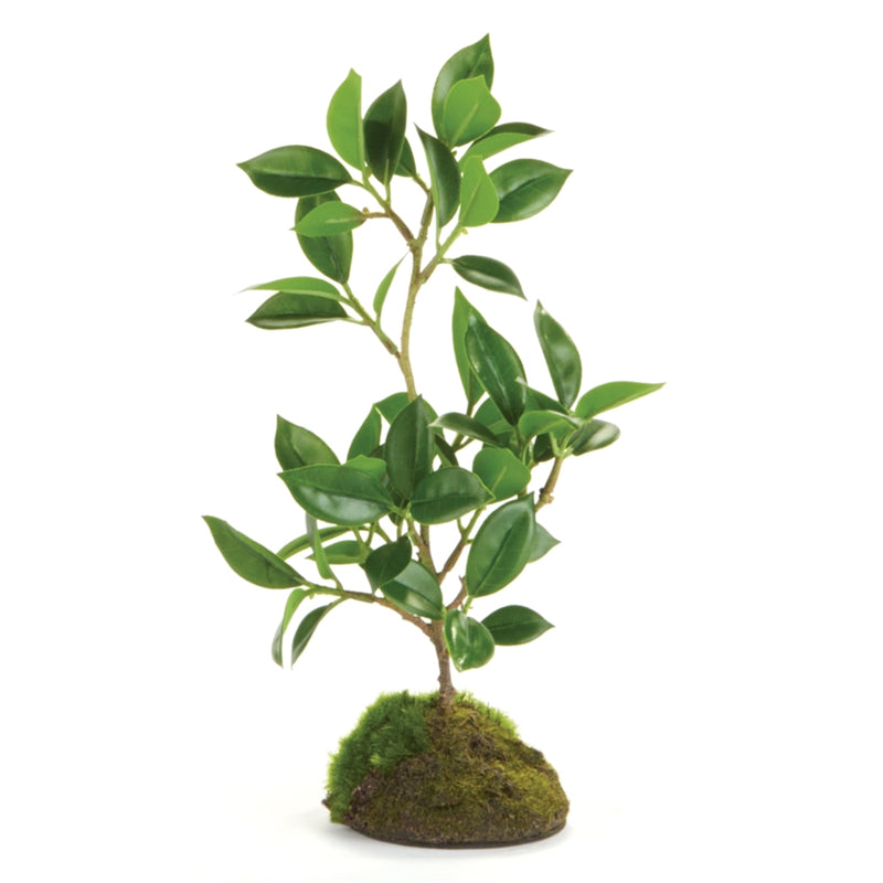 CONSERVATORY FICUS BONSAI DROP-IN 8.5-INCH