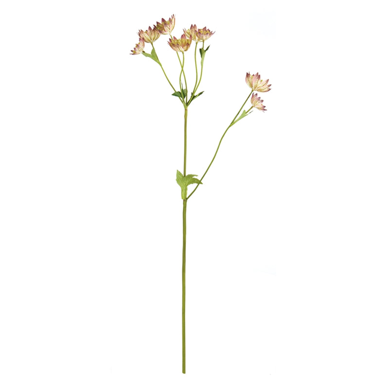 PINK ASTRANTIA STEM 22-INCH