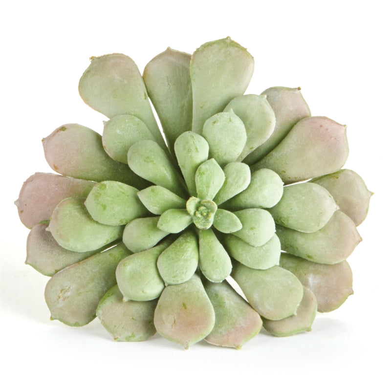 AEONIUM SAGE 6-INCH, FULL PETALS